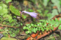 Nodding Nixie (Apteria aphylla)