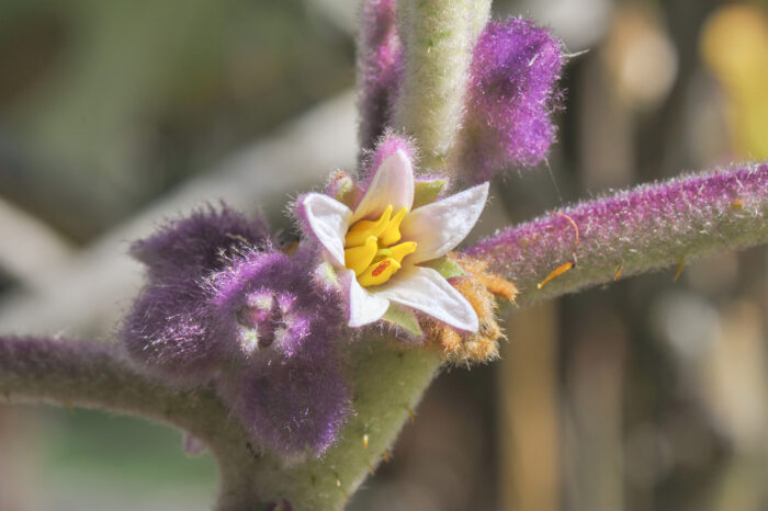 Solanum quitoense