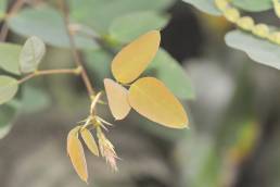 Desmodium campyloclados