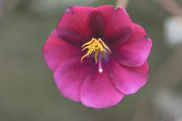 Tibouchina sp