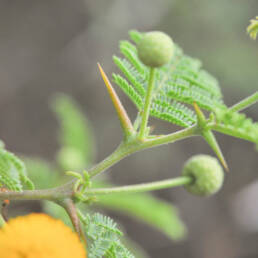 Galapagos Acacia (Acacia rorudiana)