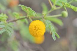 Galapagos Acacia (Acacia rorudiana)