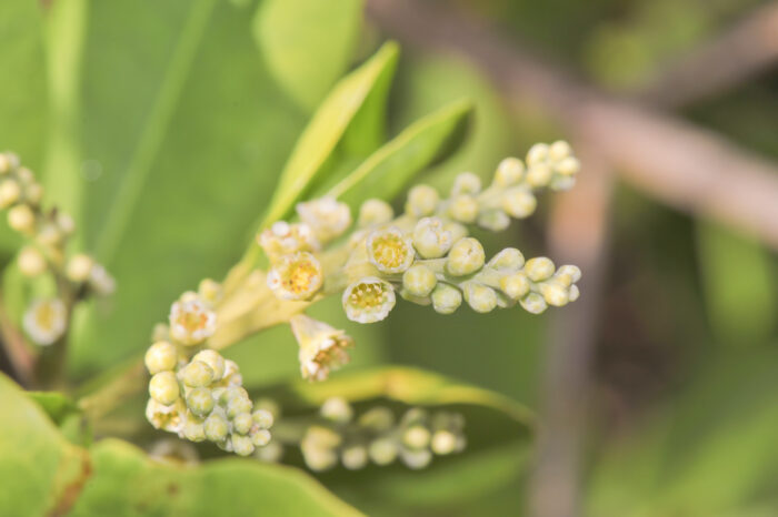 White mangrove (Laguncularia…</p><hr class=