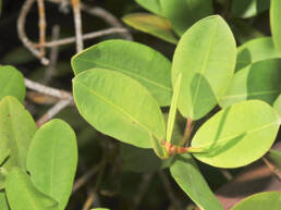 White mangrove (Laguncularia racemosa)