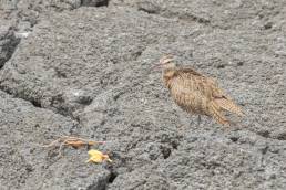 Whimbrel (Numenius phaeopus)