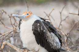 Great Frigatebird (Fregata minor ridgwayi)