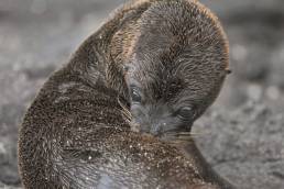 Galápagos sea lion (Zalophus wollebaeki)