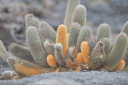 Lava cactus (Brachycereus nesioticus)