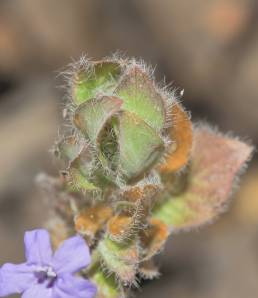 Browne's Blechum (Ruellia blechum)