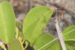 Beach morning glory (Ipomoea pes-caprae)