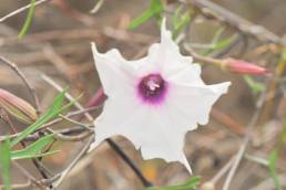 Morning glory (Ipomoea incarnata)