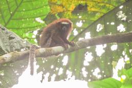 White-tailed Titi (Callicebus discolor)