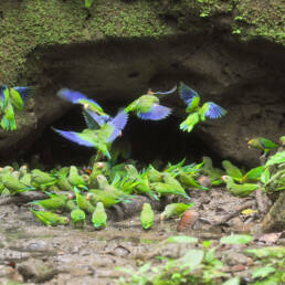 Cobalt-winged Parakeet (Brotogeris cyanoptera)