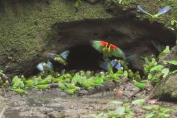 Orange-cheeked Parrot (Pyrilia barrabandi)