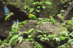 Scarlet-shouldered (Parrotlet Touit huetii)