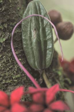 Wild cocoa (Herrania mariae)