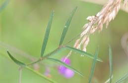 Yanacocha plant 09 (Tephrosia sp?)