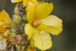 Mullein (Verbascum sp)