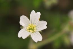 Yanacocha plant 08 (Geranium sp)