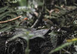 Peruvian Antpitta (Grallaricula peruviana)