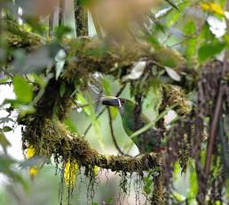 Emerald (Andean) Toucanet (Aulacorhynchus prasinus albivitta)