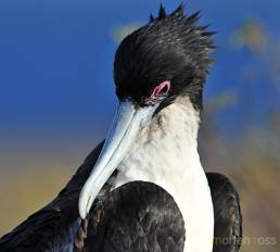 Great Frigatebird (Fregata minor ridgwayi)