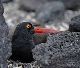 American Oystercatcher (Haematopus palliatus)