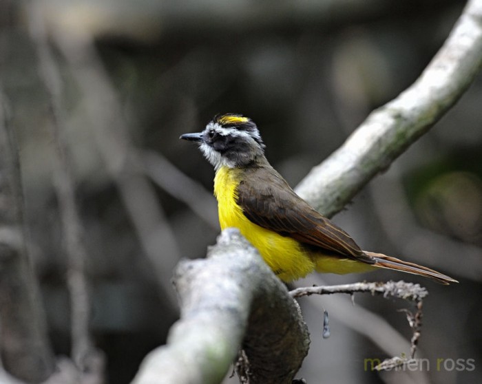 Lesser Kiskadee (Pitangus lictor)