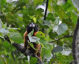 Golden-mantled Tamarin (Saguinus tripartitus)