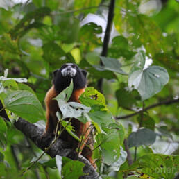 Golden-mantled Tamarin (Saguinus tripartitus)