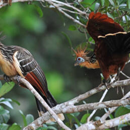 Hoatzin (Opisthocomus hoazin)