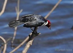 Red-capped Cardinal (Paroaria gularis)