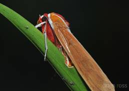 San Isidro Lepidoptera 10