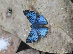 Black-patched Metalmark (Lasaia agesilas)