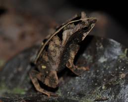 South American Common Toad (Rhinella margaritifera)