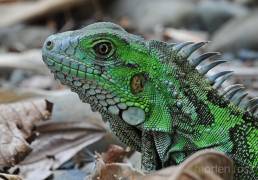 Green Iguana (Iguana iguana)