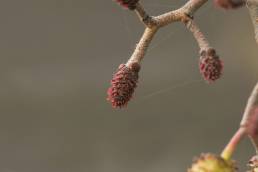 Svartor (Alnus glutinosa)