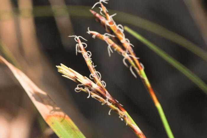 Fingerstarr (Carex digitata)