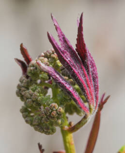 Rødhyll (Sambucus racemosa)