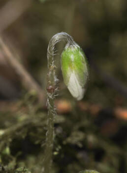 Gjøkesyre (Oxalis acetosella)