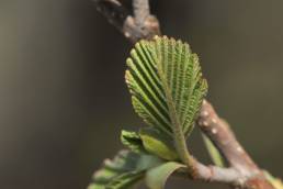 Svartor (Alnus glutinosa)