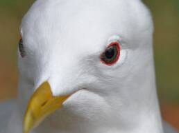 Fiskemåke (Larus canus)