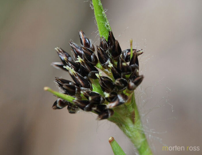 Hårfrytle (Luzula pilosa)