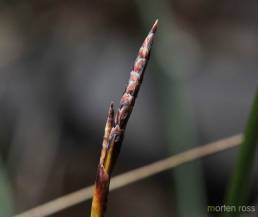 Fingerstarr (Carex digitata)