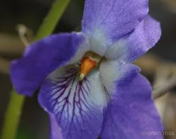 Bakkefiol (Viola collina)