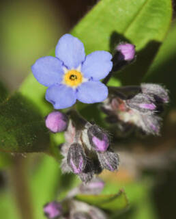 Skogforglemmegei (Myosotis sylvatica)