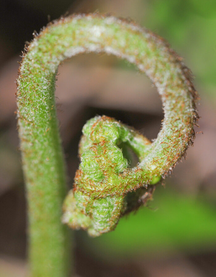 Einstape (Pteridium aquilinum)