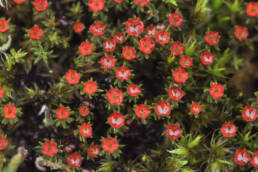 Rabbebjørnemose (Polytrichum piliferum)