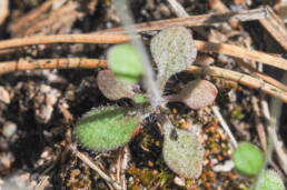 Vårskrinneblom (Arabidopsis thaliana)