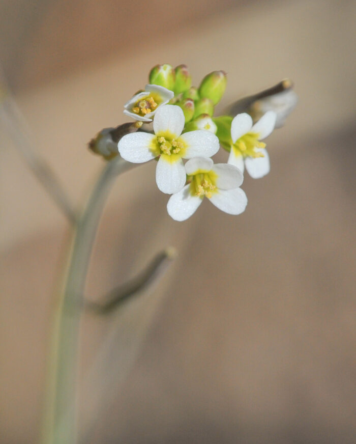 Vårskrinneblom (Arabidopsis thaliana)